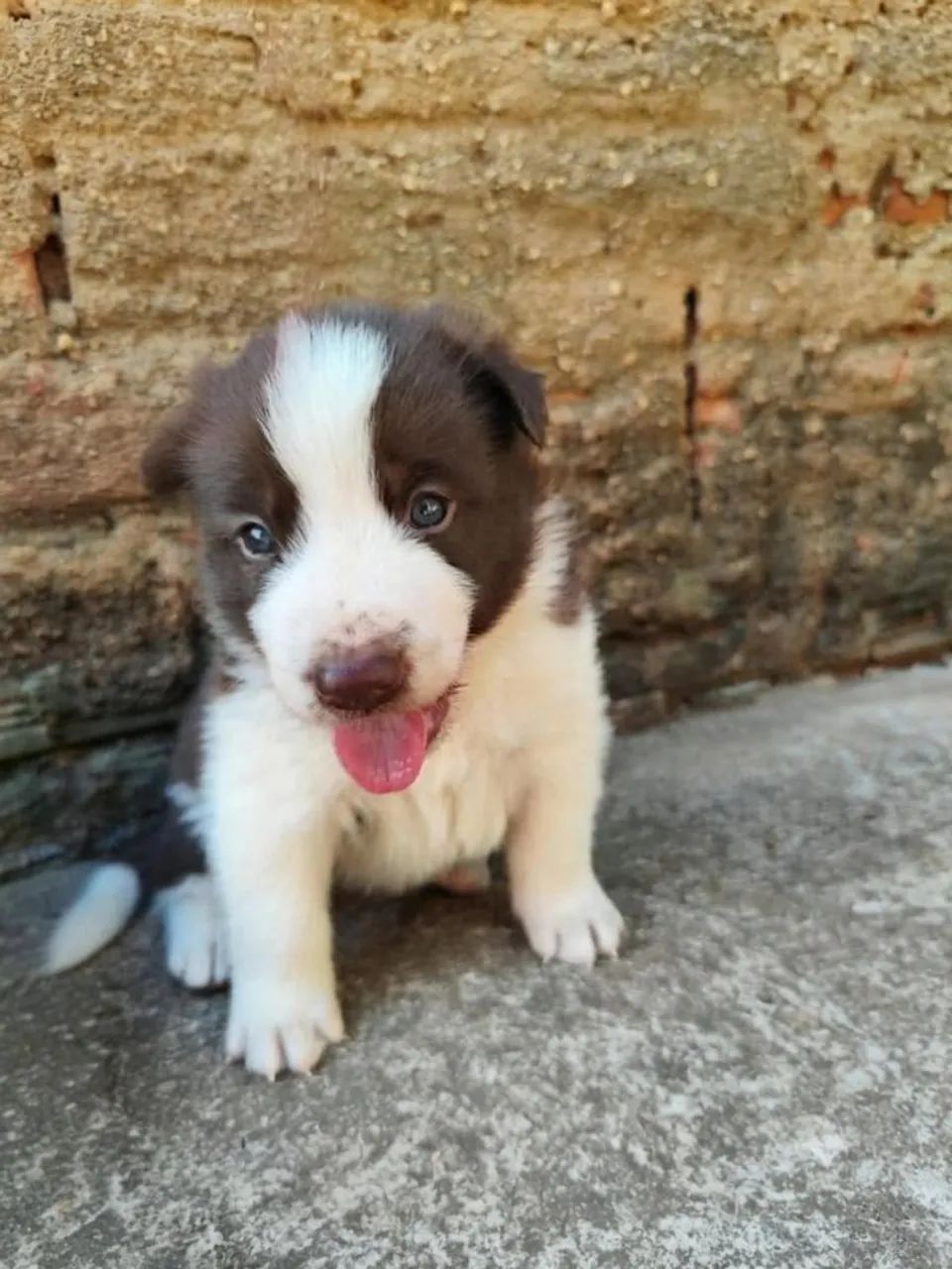 Border collie MACHO