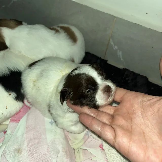 Lindos filhotes de shitzu mini disponíveis 