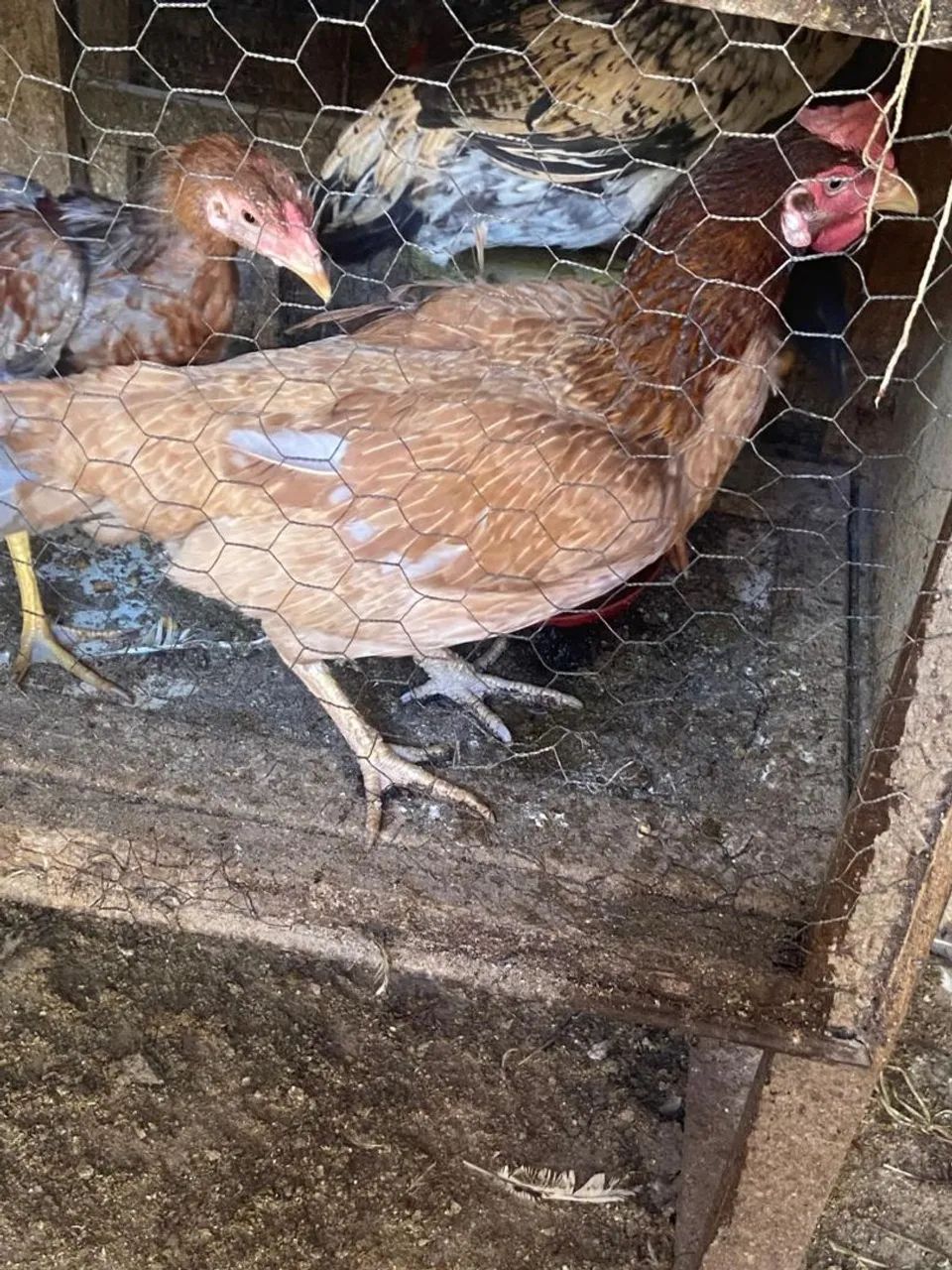 Frango caipira 