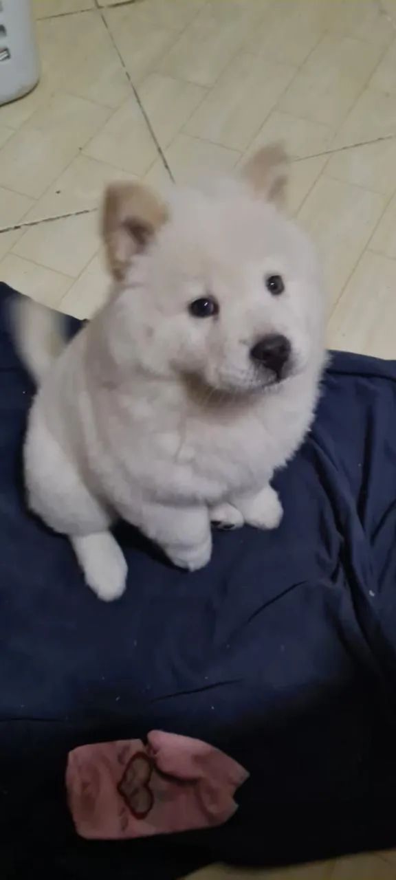 Chow Chow  - Foto 4