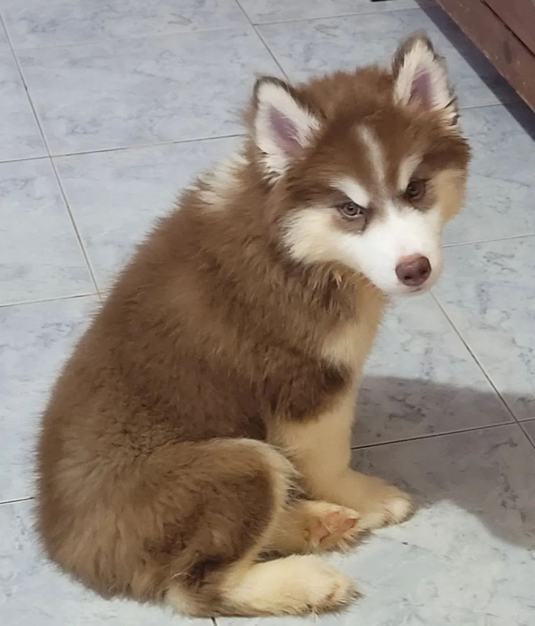 Husky siberiano wooly, macho 3 meses, 2.500 - Foto 3