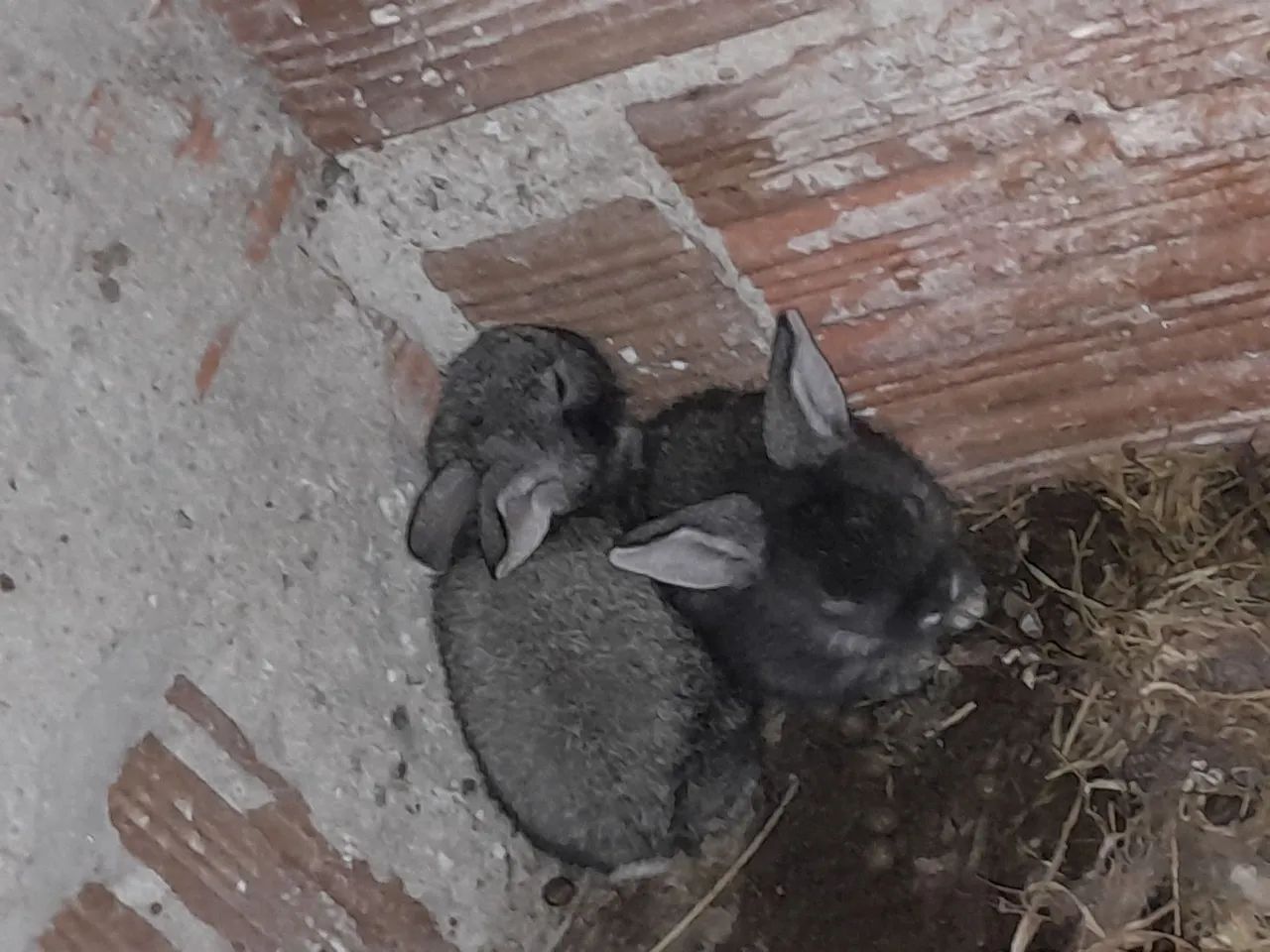 Coelhos  - Foto 3