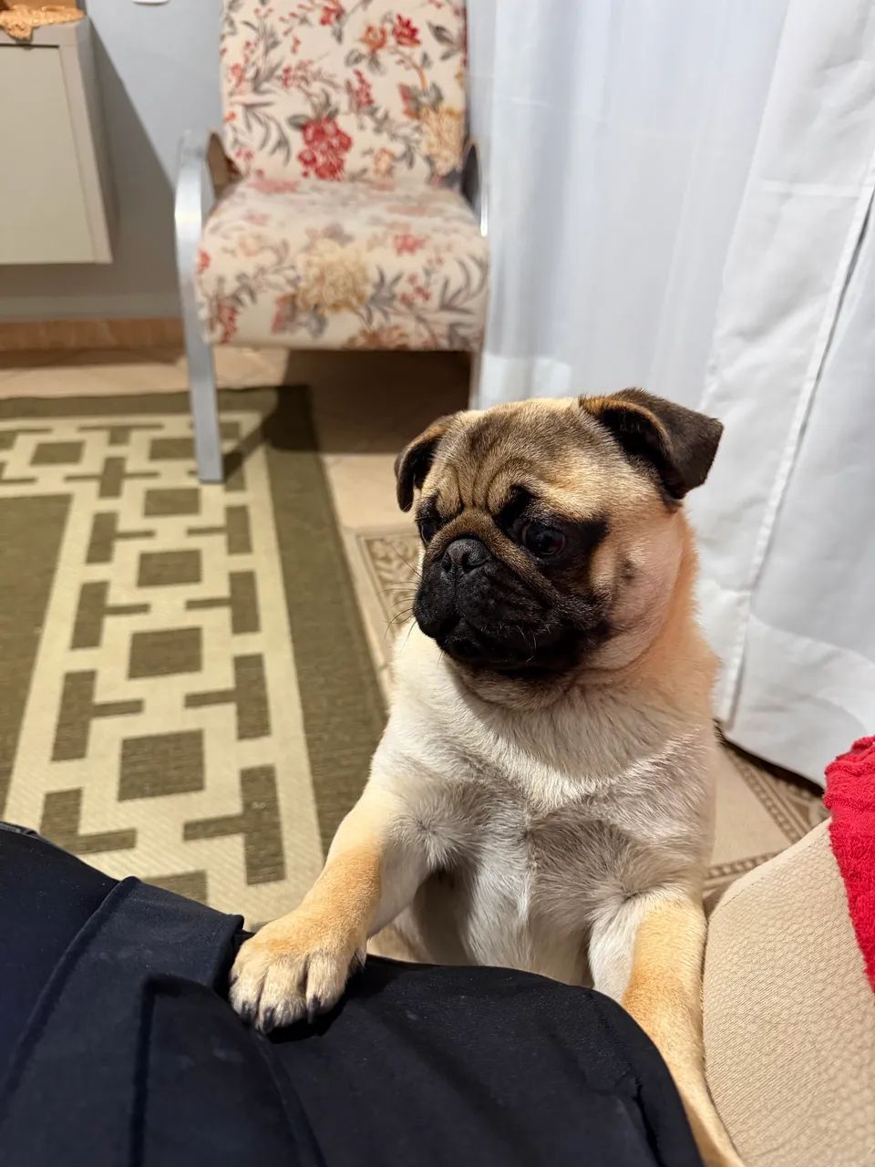 Pug 8 meses  - Foto 3