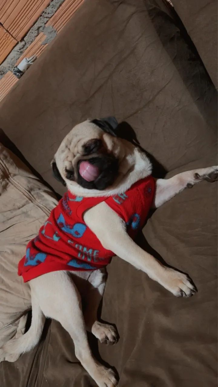 PUG PRA CRUZAR