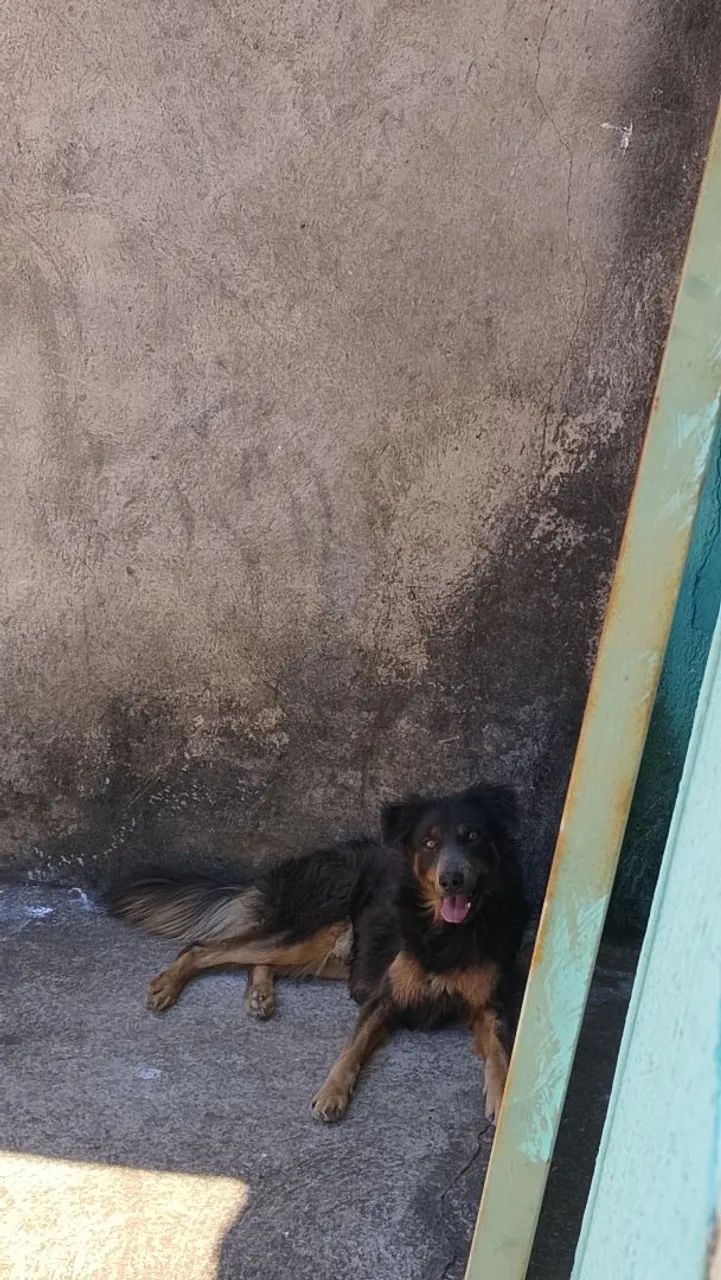 Cachorro  - Foto 2