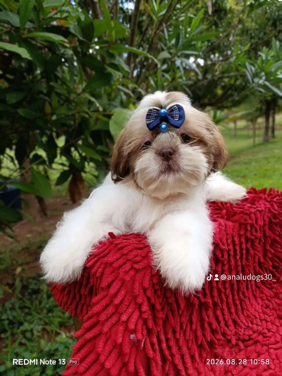 Shihtzu  - Foto 5