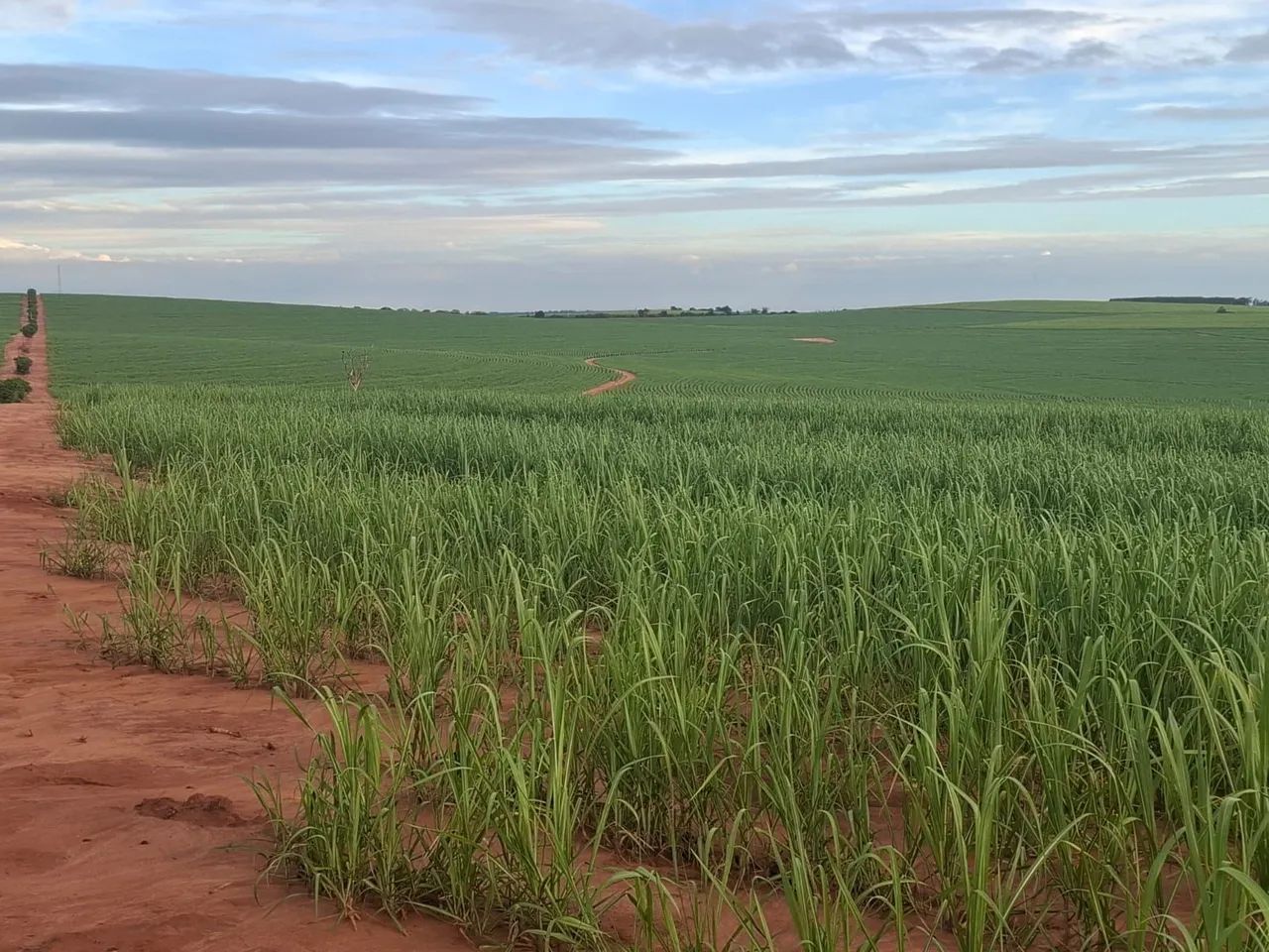 Fazenda de Cana - Foto 3