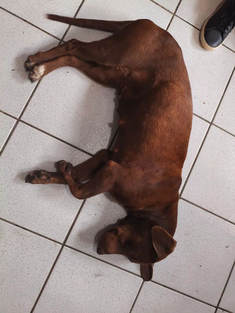 Adoção responsável  - Foto 3