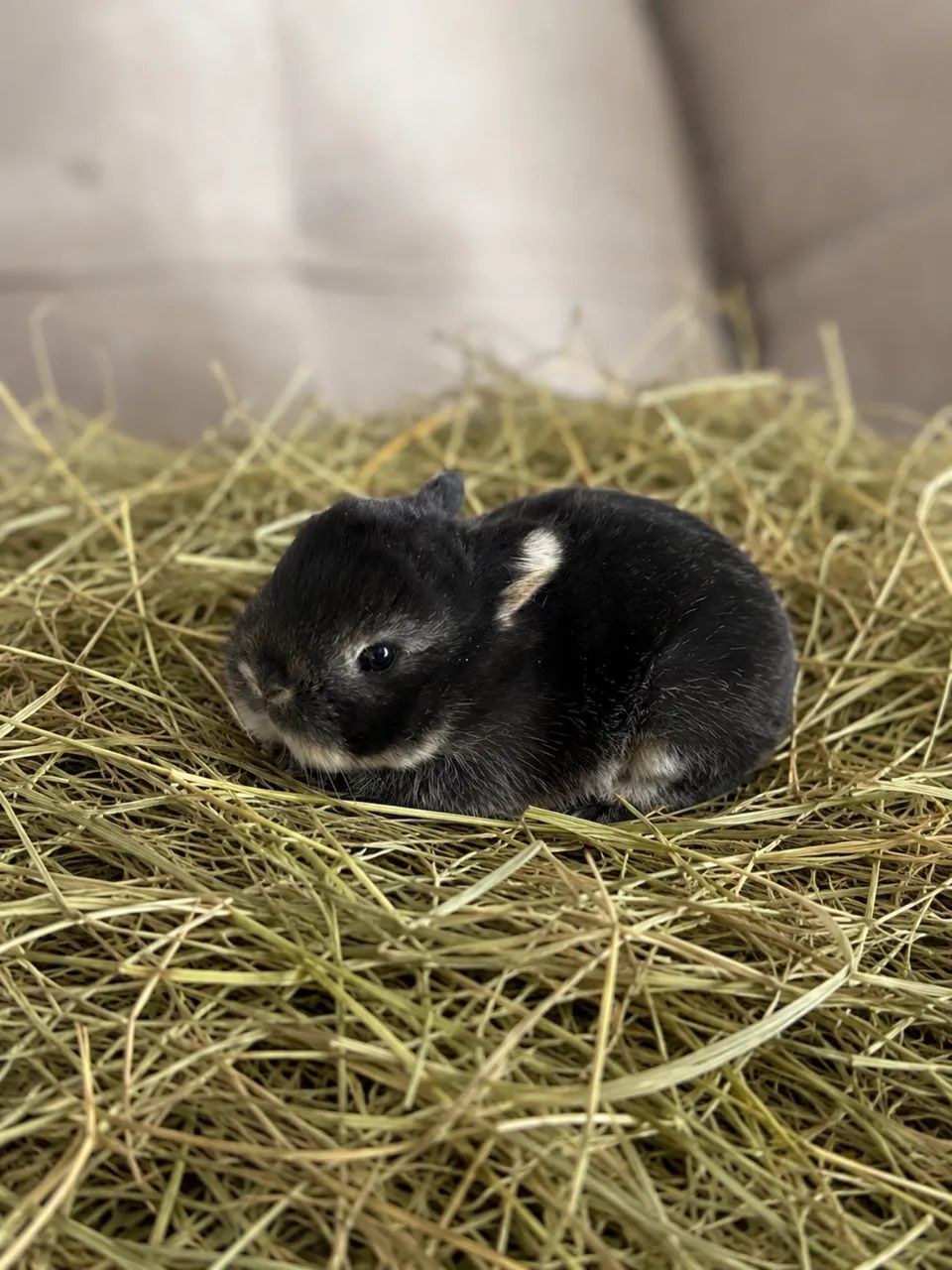 Mini coelhos Netherland 