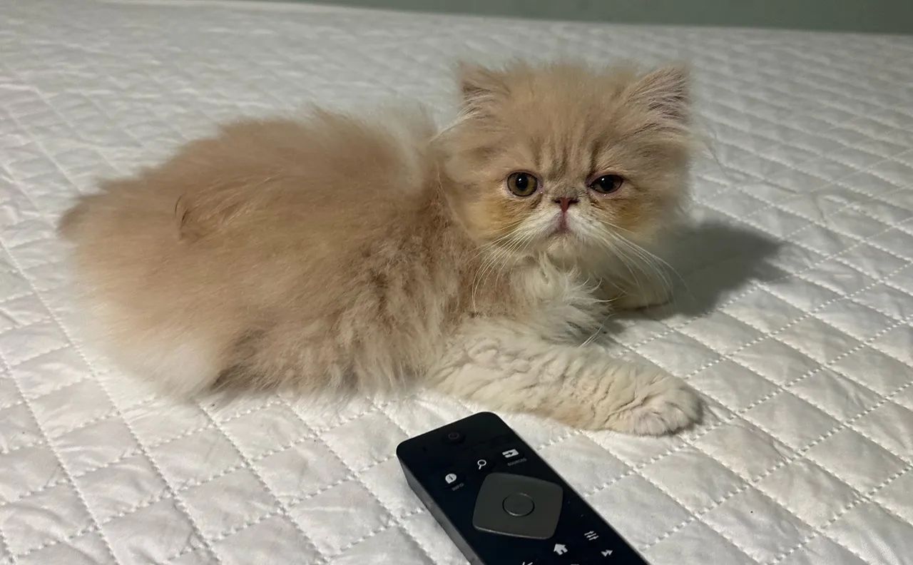 Gato persa  - Foto 3