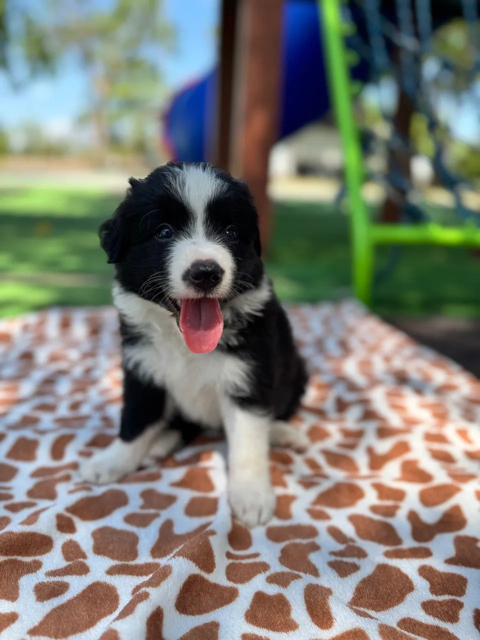 Border collie  - Foto 2