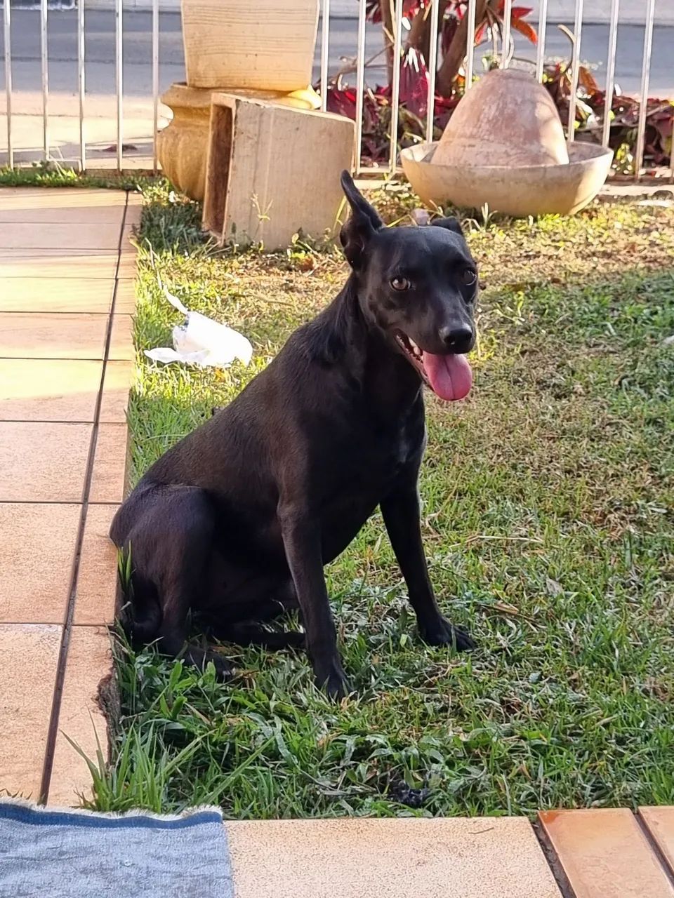 Adote um cão  - Foto 3