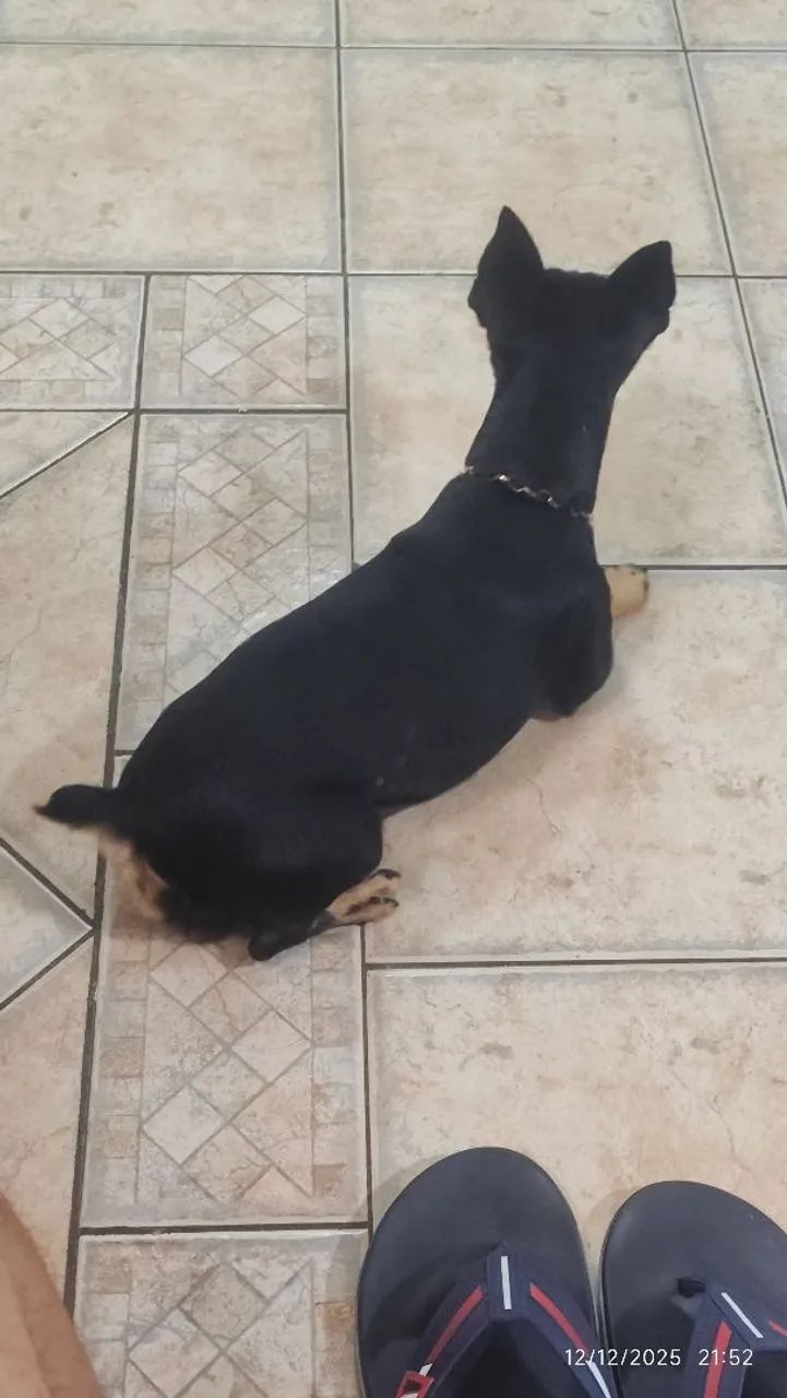 Lucky quer namorar e fazer filhote  - Foto 2