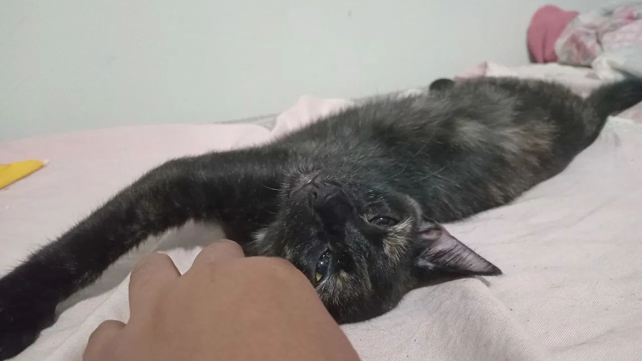 Adoção responsável  - Foto 5
