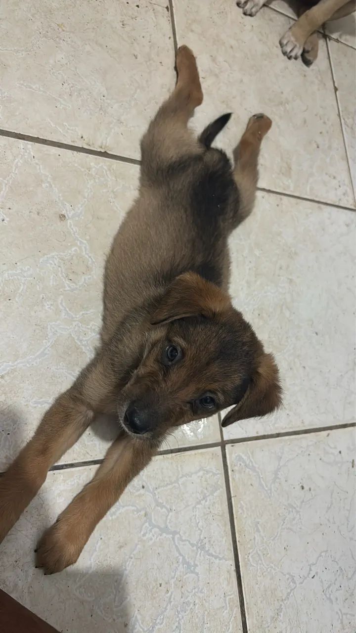 ADOÇÃO RESPONSÁVEL  - Foto 4