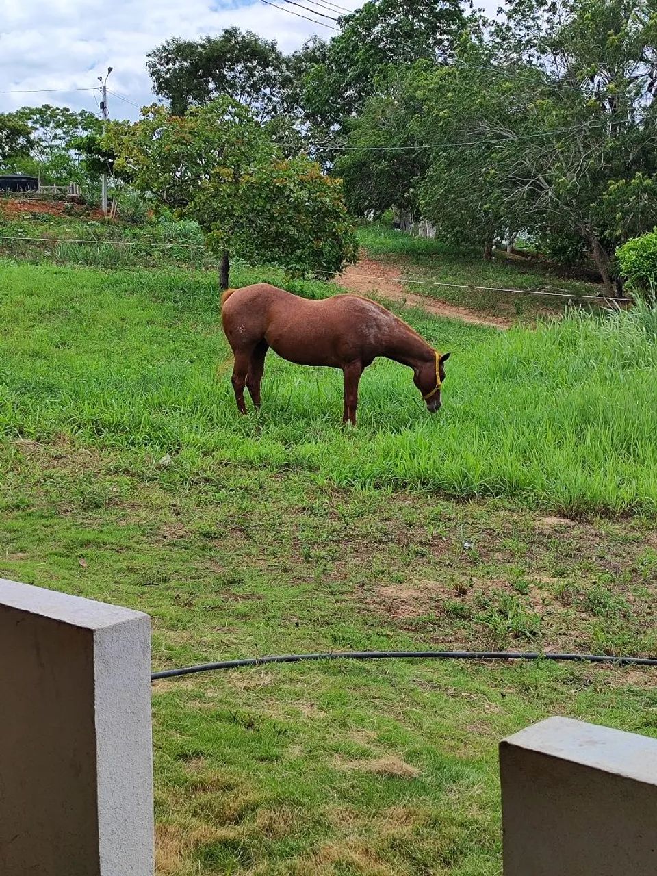 Cavalo de vaquejada (égua) leia todo o anúncio. - Foto 3