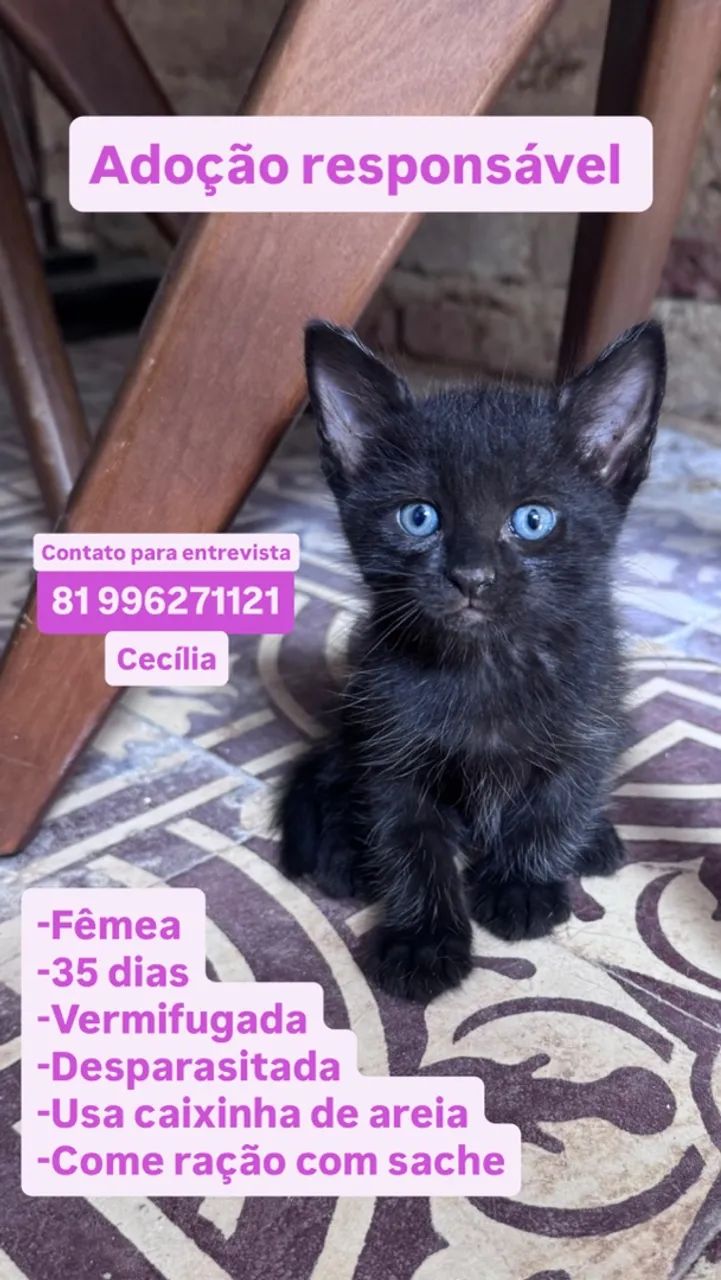 Adoção responsável  - Foto 4