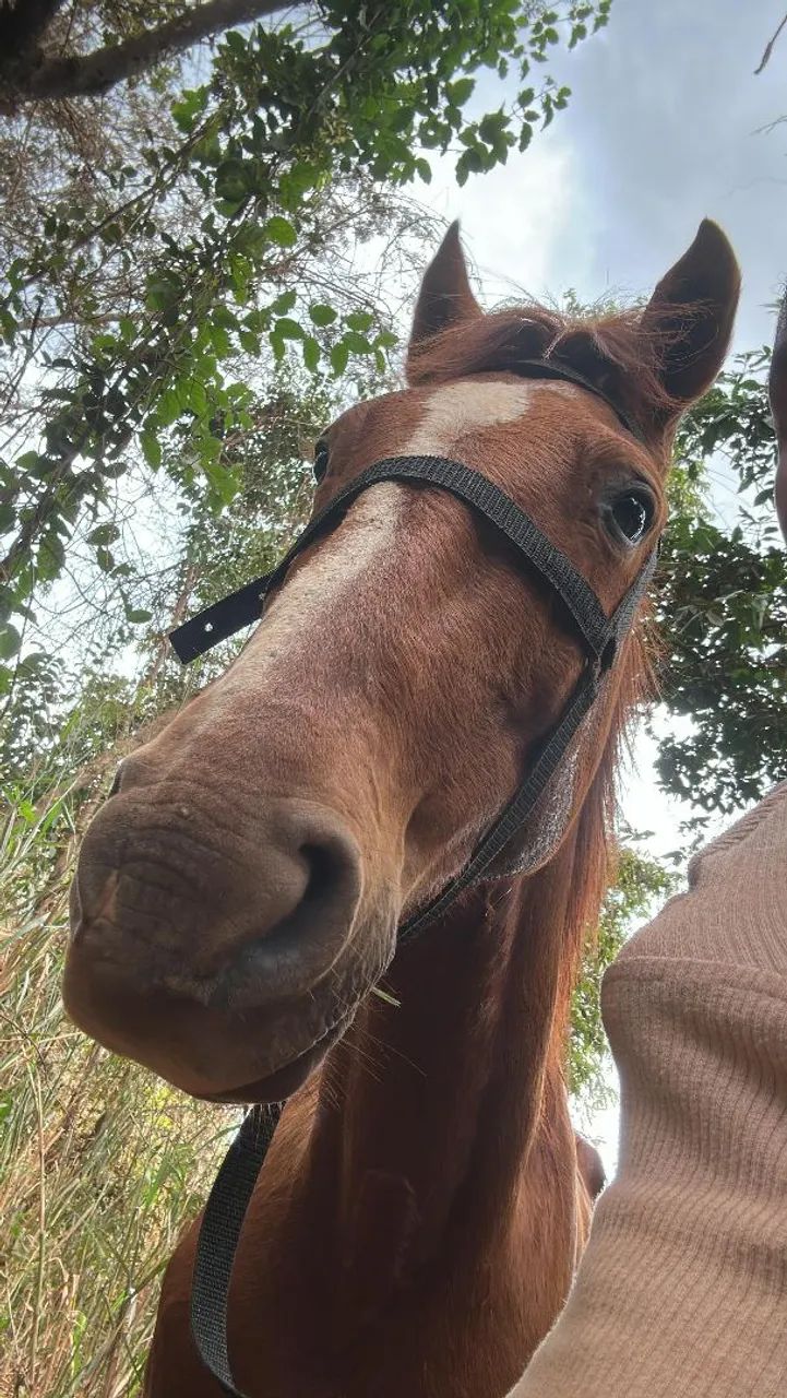 Vendo cavalo paulista, cavalo manso de tudo, limpo de defeito, cavalo grande - Foto 6