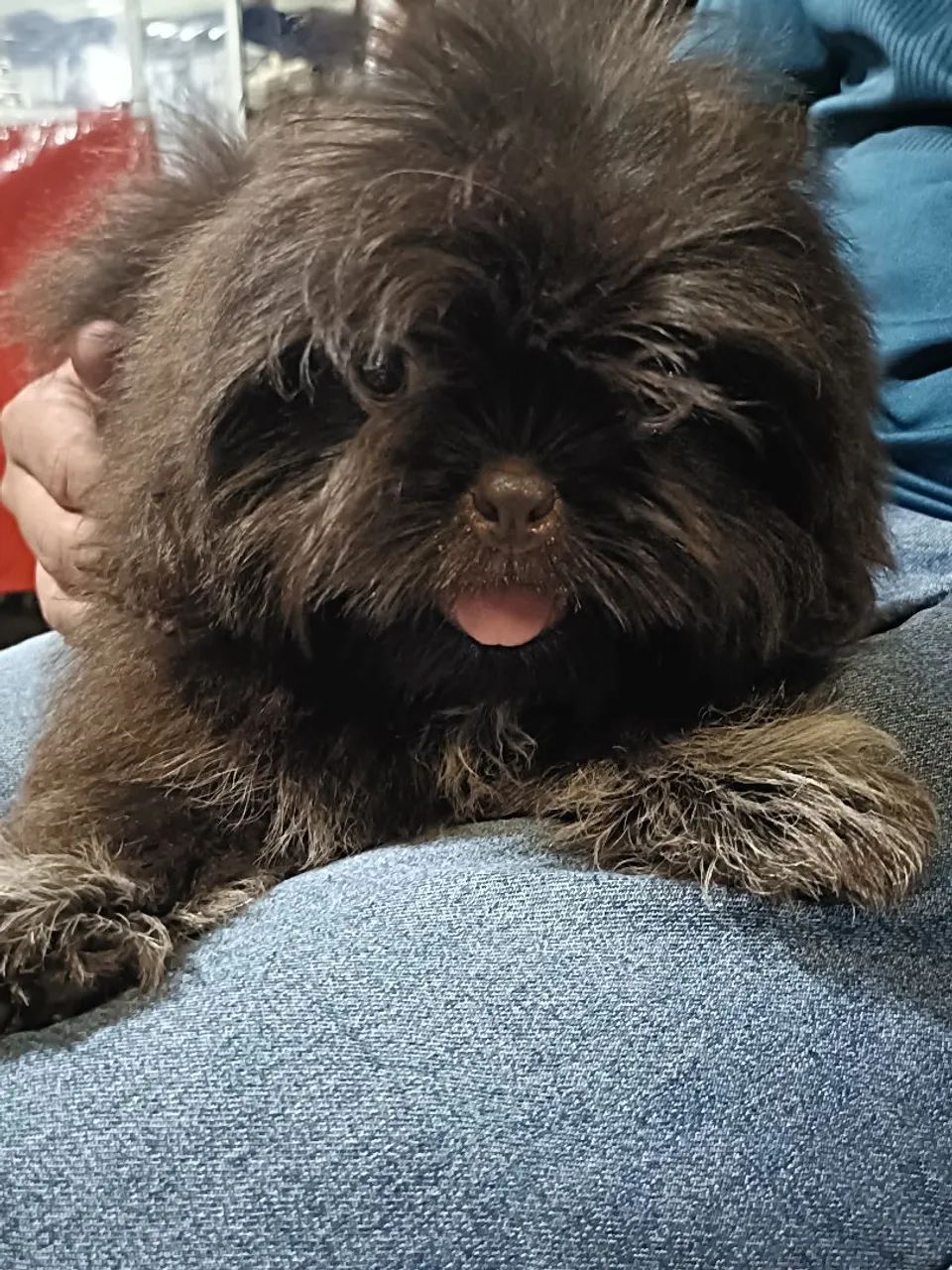 Shitzu macho mini - Foto 3