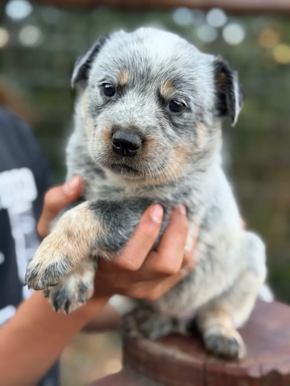 Blue Heeler  - Foto 4