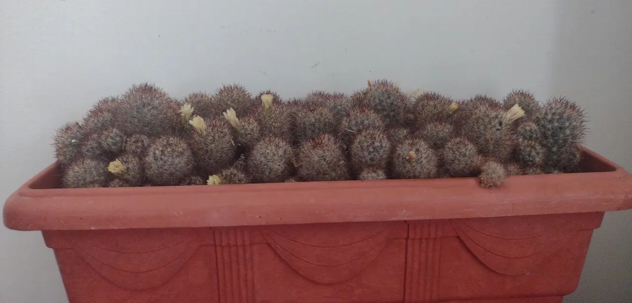 Planta: Cactos com Flores  - Foto 3