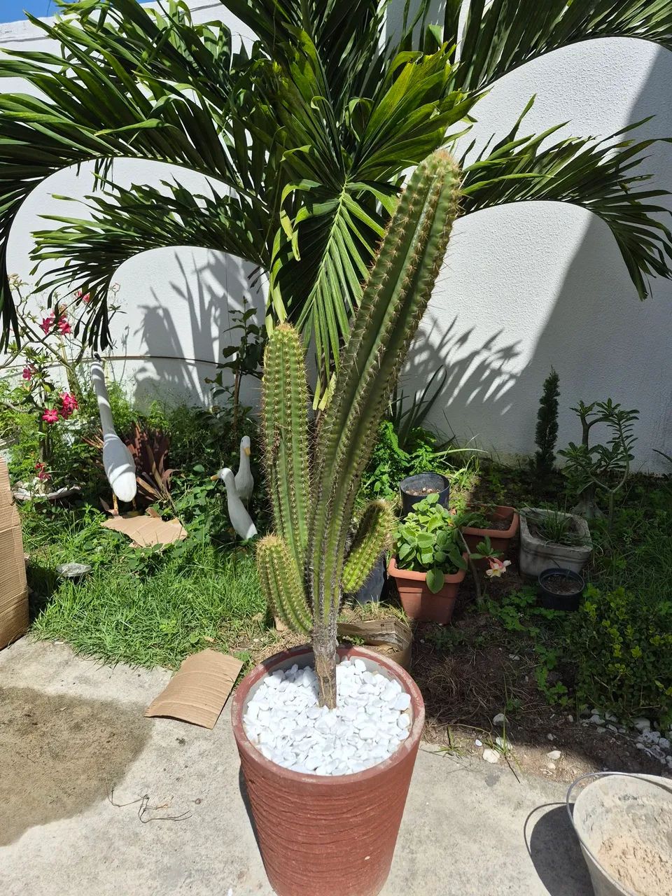 Cacto mandacaru