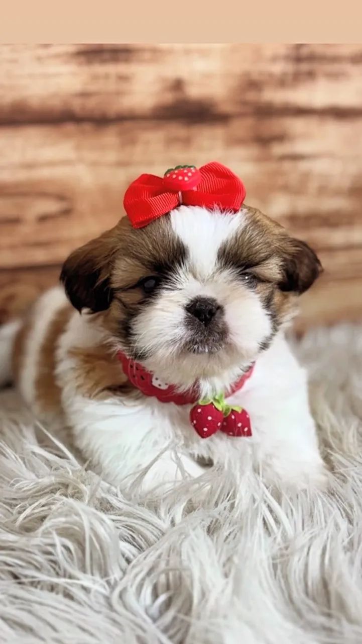 Shihtzu miniaturas  - Foto 3