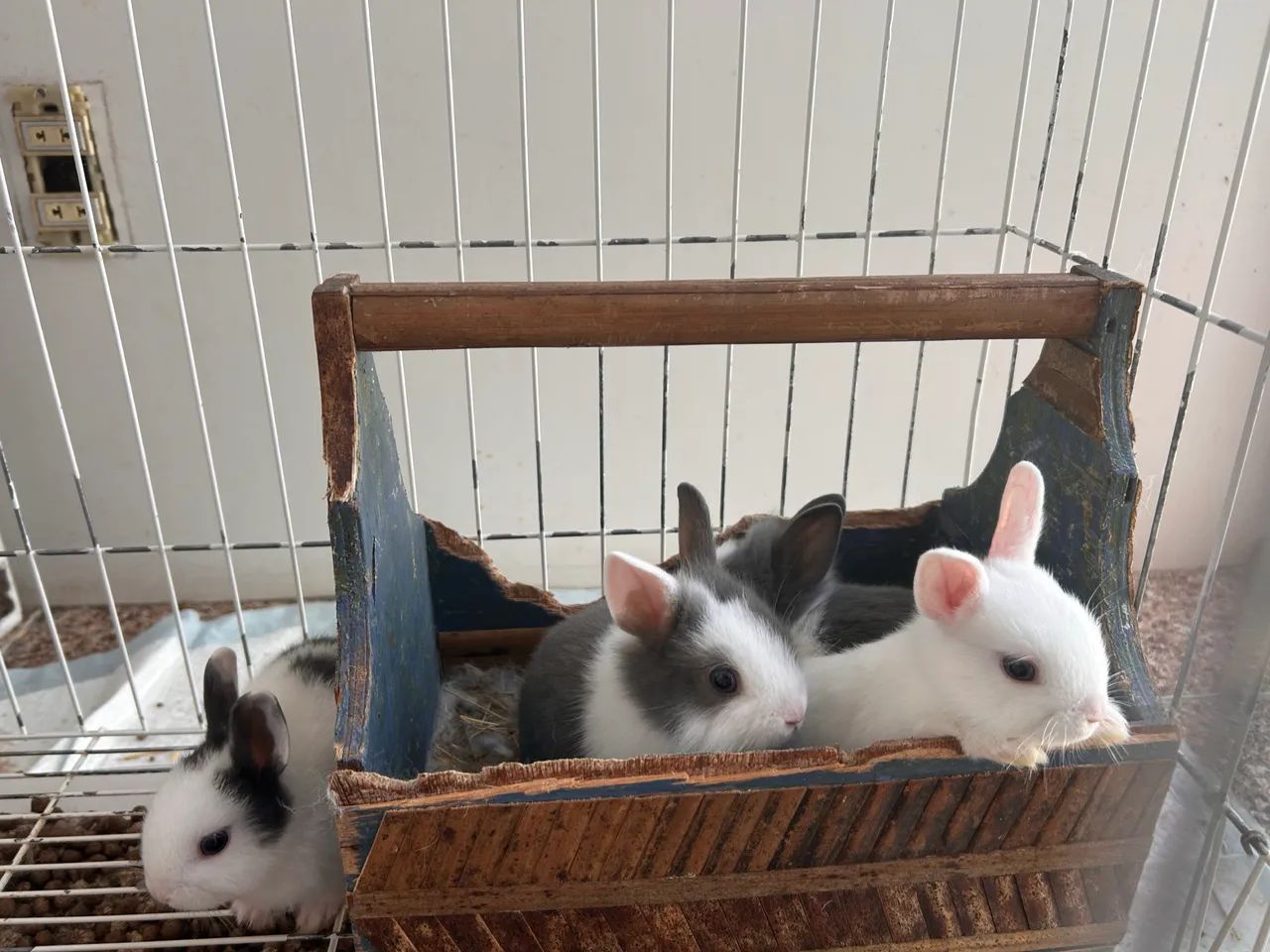 Coelhos filhotes - Foto 2