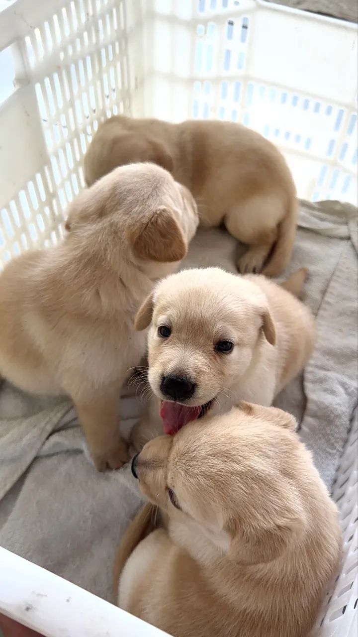 Filhotes de Labrador Puro - Foto 4