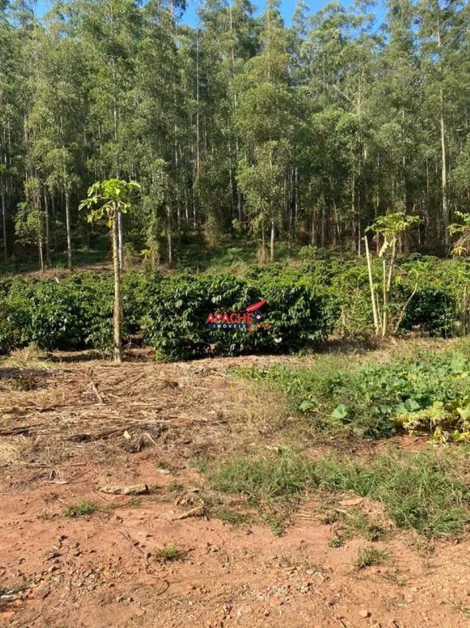 Terreno de 39,000,0 m² - Foto 2