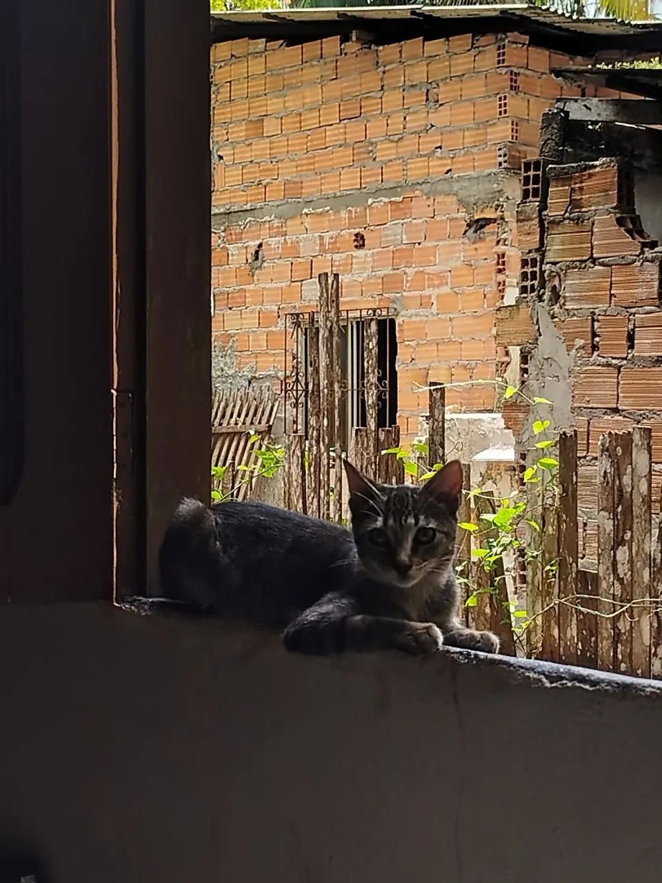 GATINHA PARA DOAÇÃO RESPONSÁVEL 