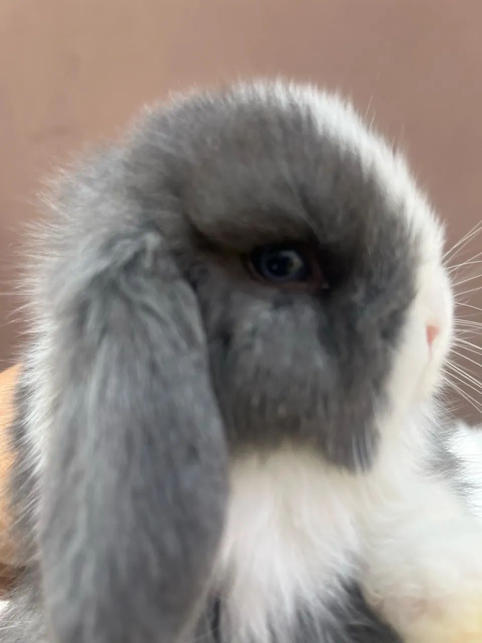 Mini coelho - Foto 2