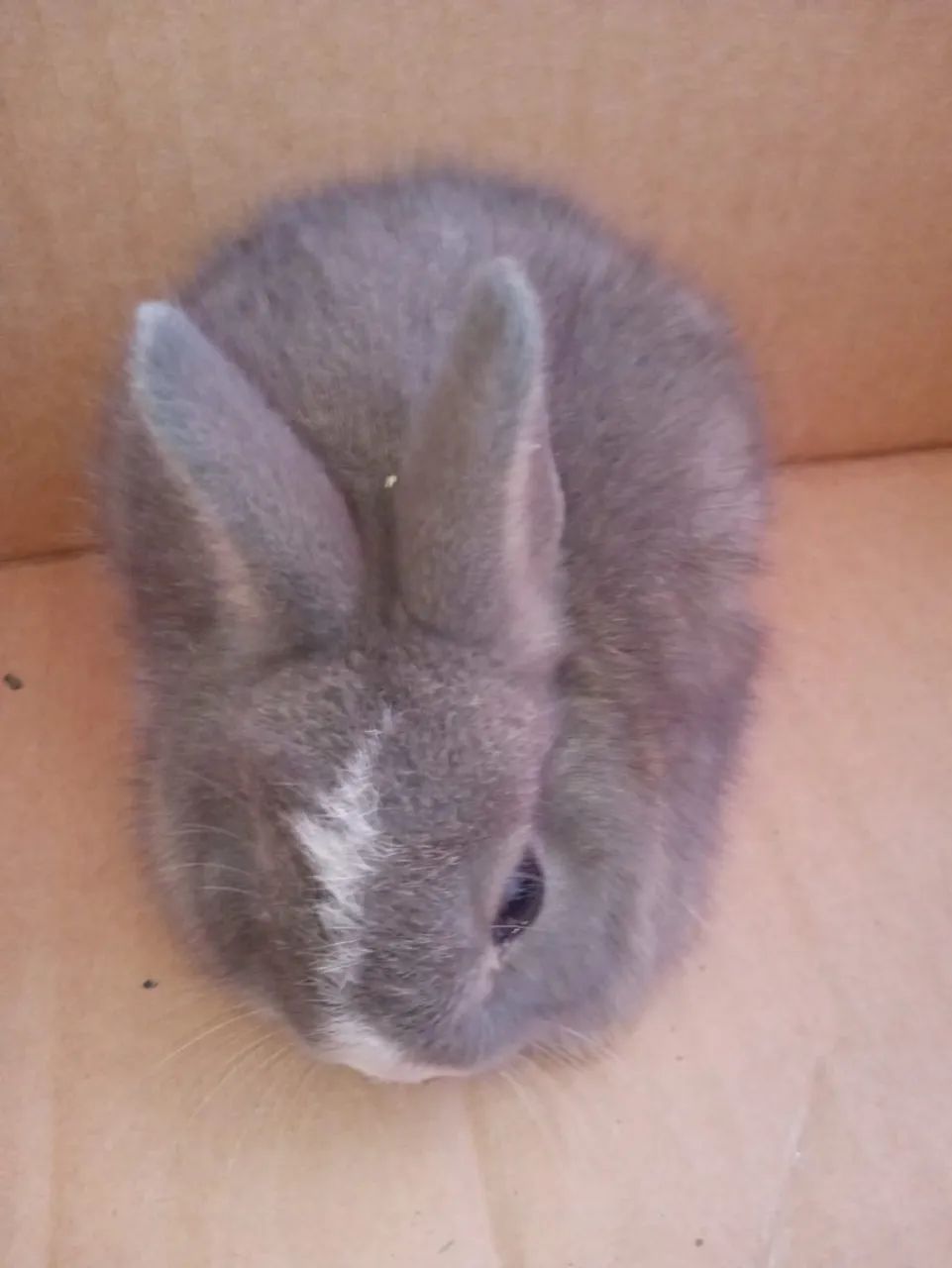 Filhotes de coelhos  - Foto 3