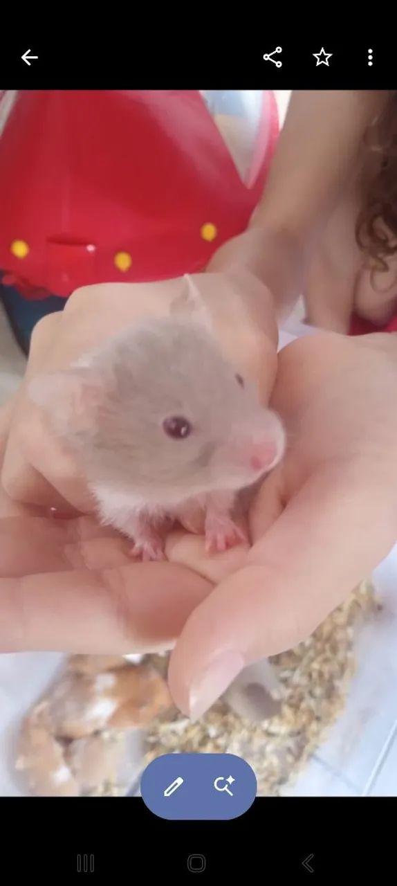 Hamster Sírios  - Foto 2