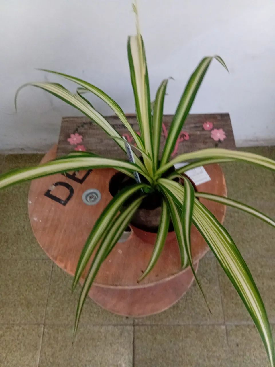 Muda planta  - Foto 3