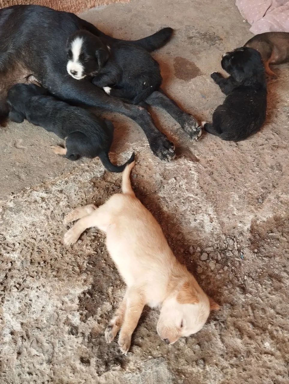 Filhote de cachorro vira-lata - Foto 4
