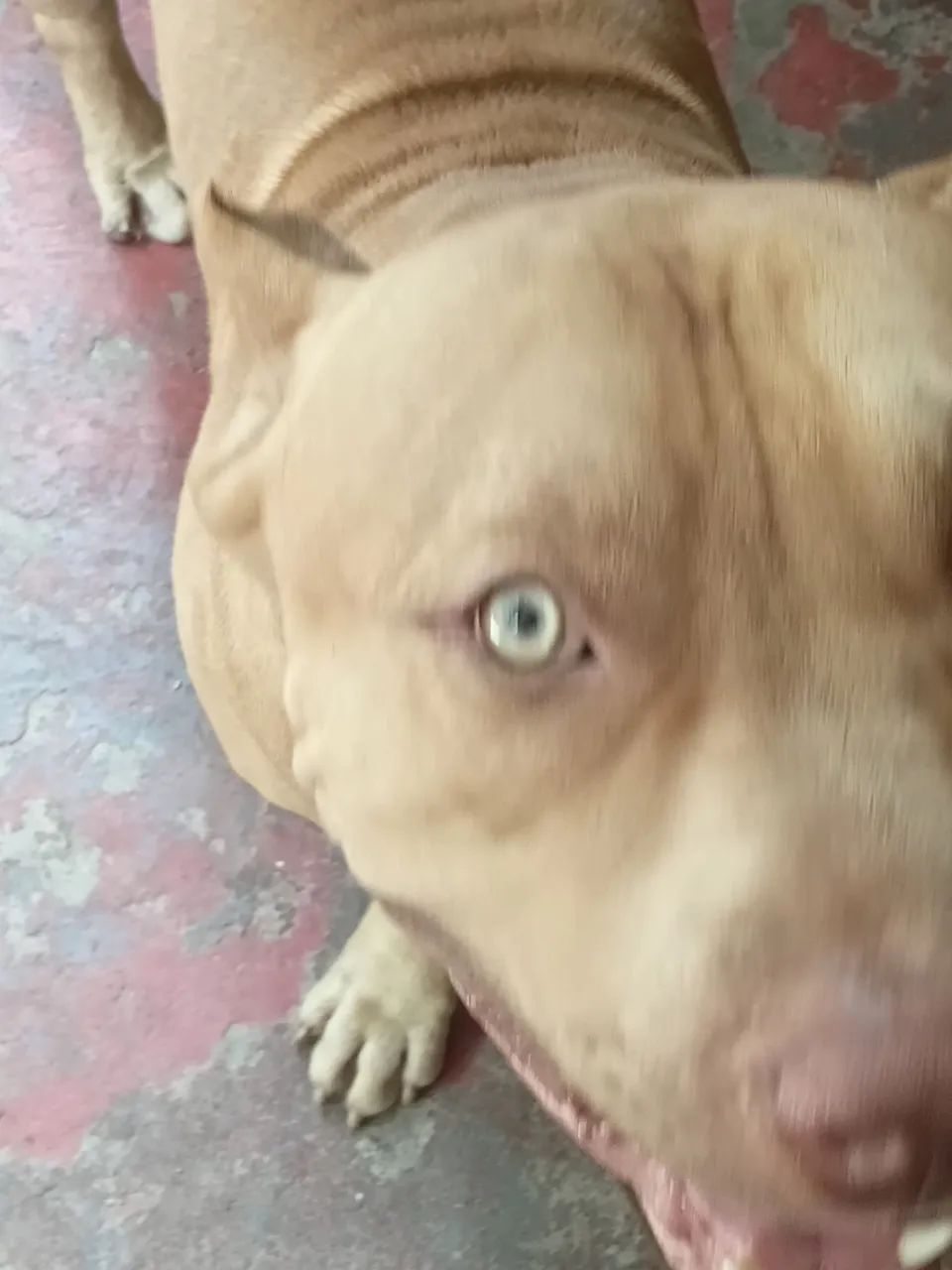 Vendo esse fitbul monstro manso  - Foto 2