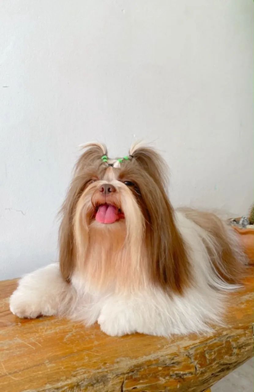 Filhotes de shihtzu - Foto 2