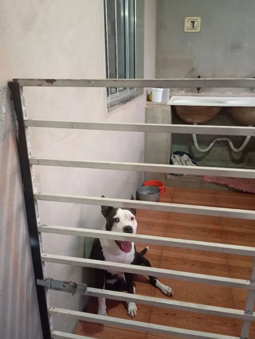 Pitbull  - Foto 2