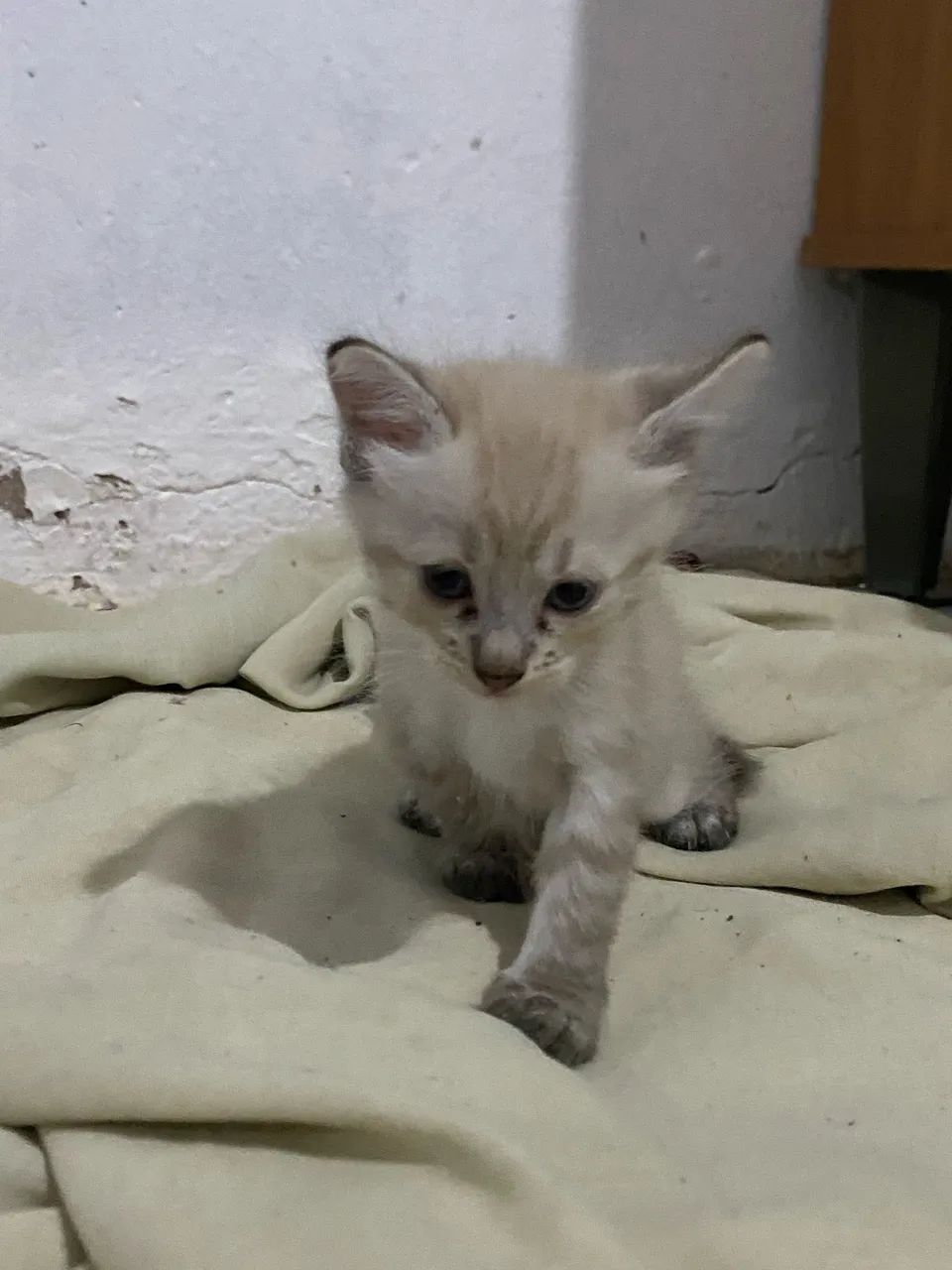 DOAÇÃO DE GATINHOS - Foto 4