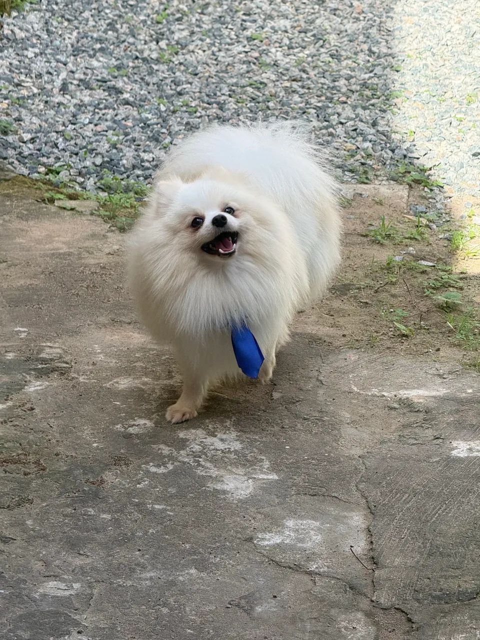 Spitz Alemão- Procuro namorada  - Foto 3