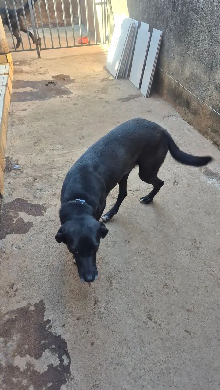 Cãozinho para doação dócil e castrado - Foto 3