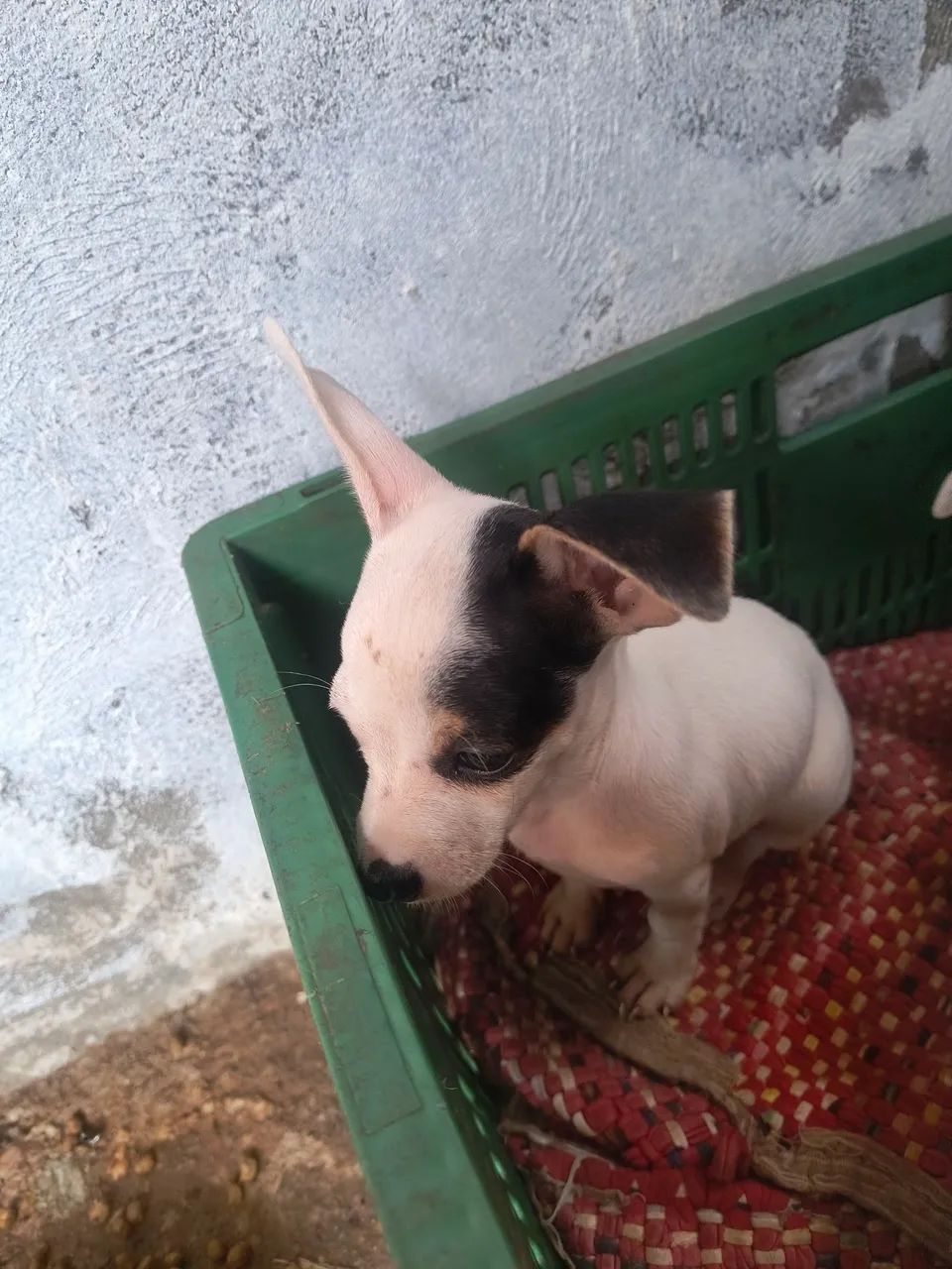 Vendo pinscher fêmea  - Foto 2