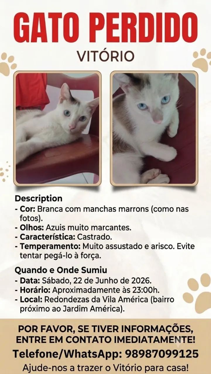 Gatinho desaparecido 