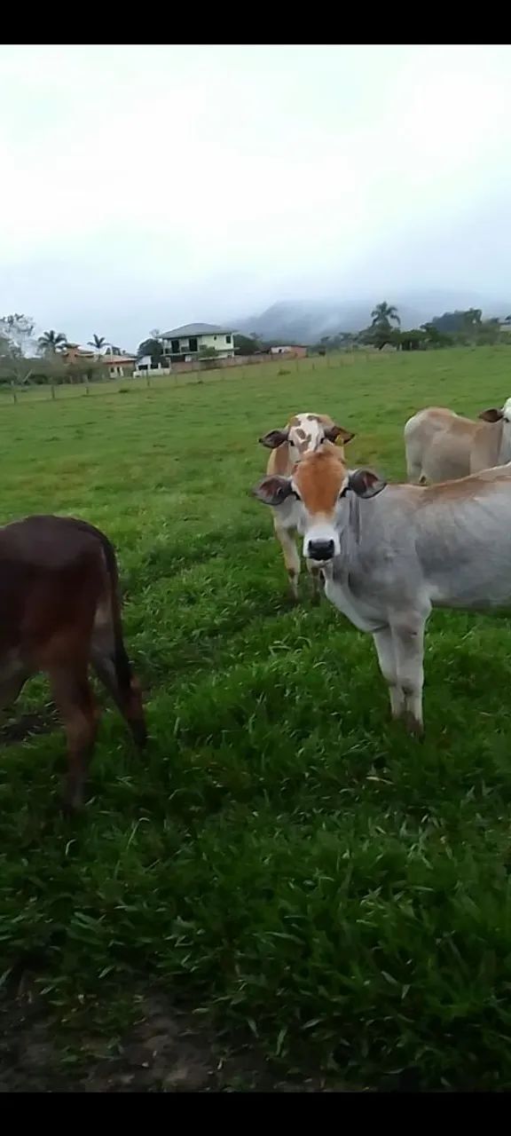Gado a venda