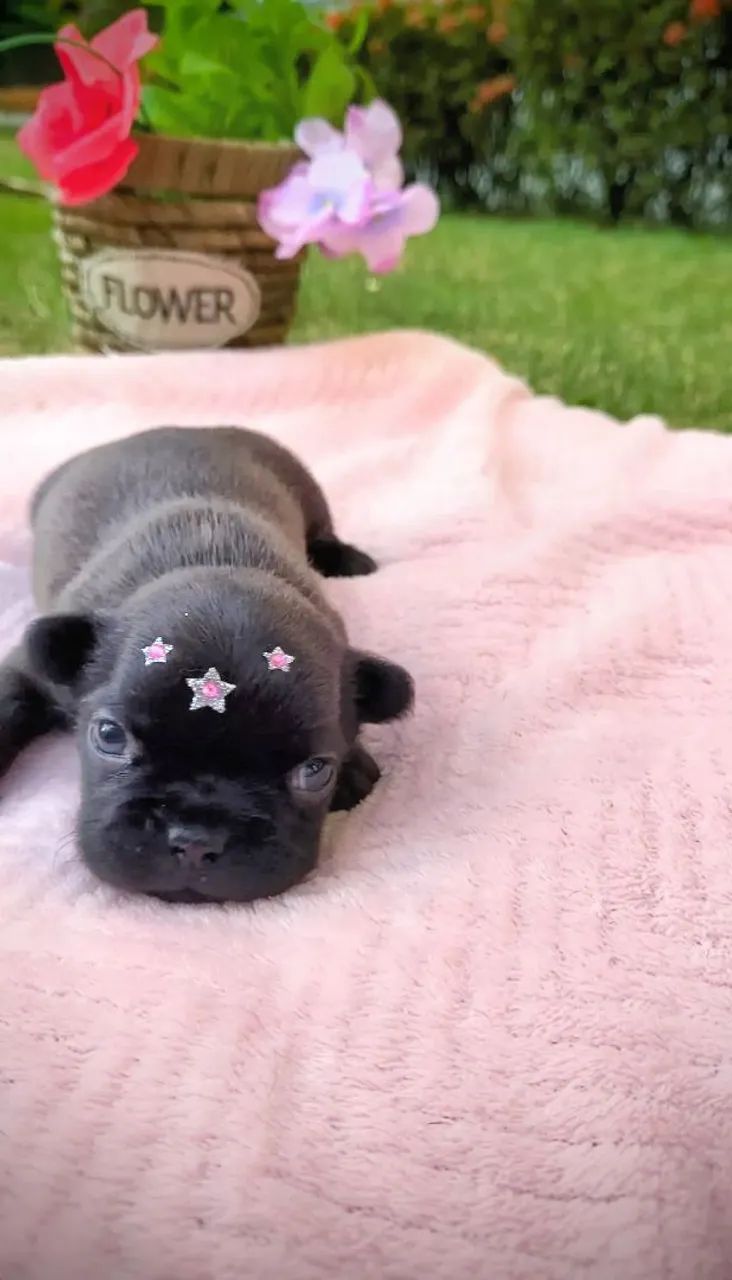  Bulldog Francês  - Foto 5