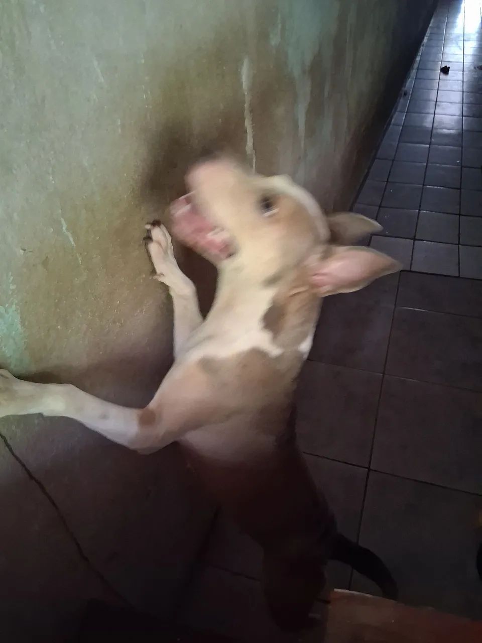 PITBULL FÊMEA  - Foto 3