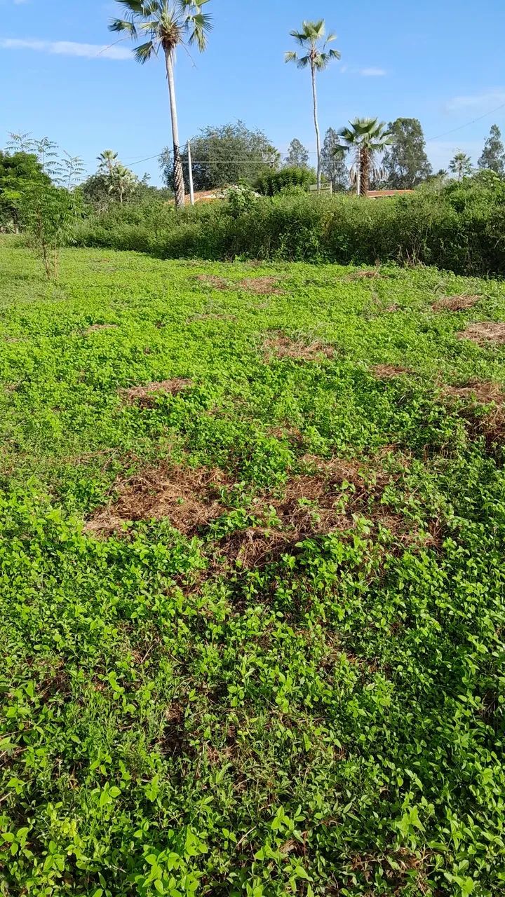Terreno avenda  - Foto 3