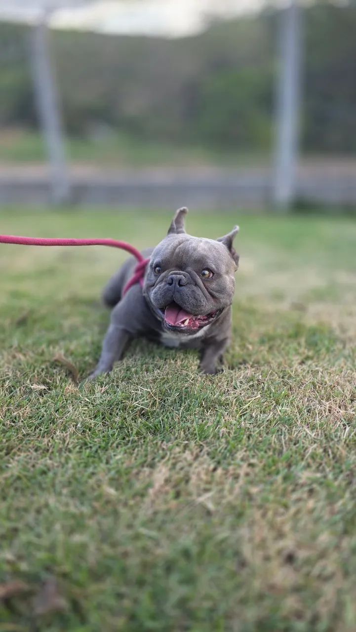 Exotic Bully - Foto 3