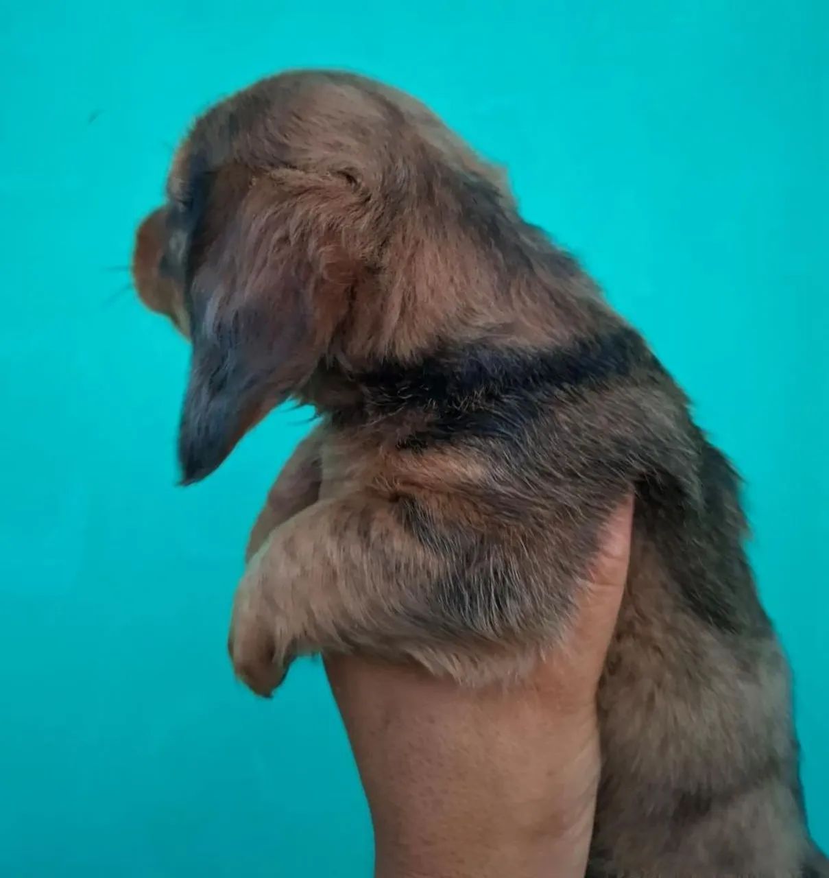 Macho Daschund (salsichinha) - Foto 3